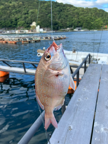 タイの釣果