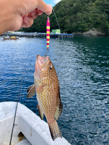 オオモンハタの釣果