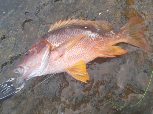 シブダイの釣果