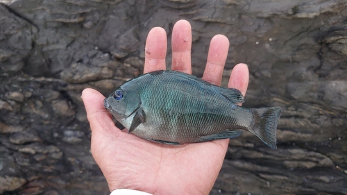グレの釣果