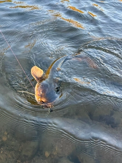 ナマズの釣果