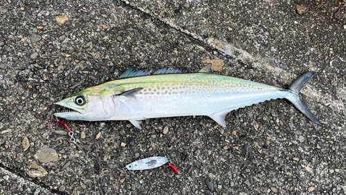 サゴシの釣果