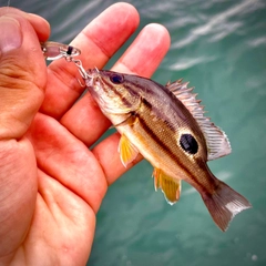 クロホシフエダイの釣果