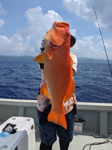 アカジンミーバイの釣果