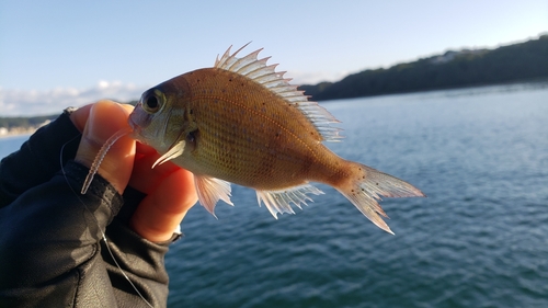 チャリコの釣果