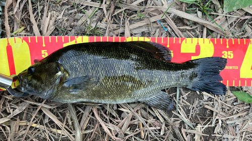 スモールマウスバスの釣果