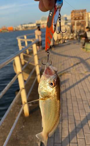 シログチの釣果