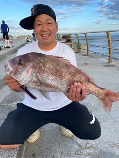 マダイの釣果