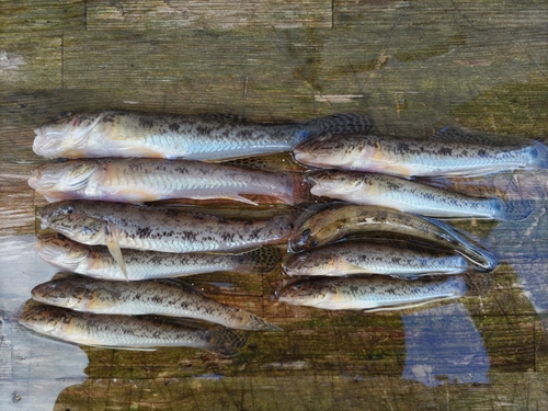 ハゼの釣果