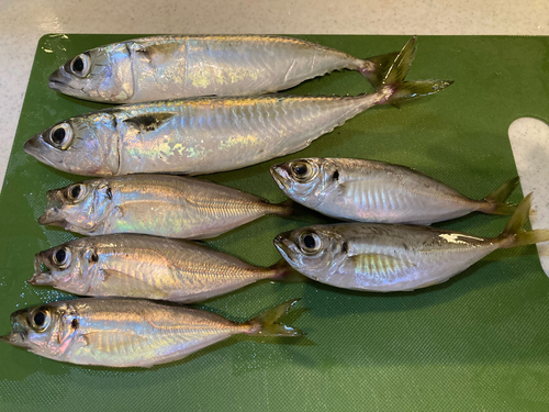 アジの釣果