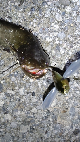 ナマズの釣果