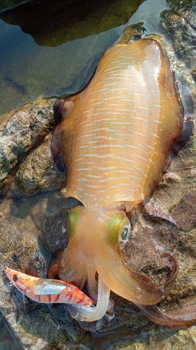 アオリイカの釣果