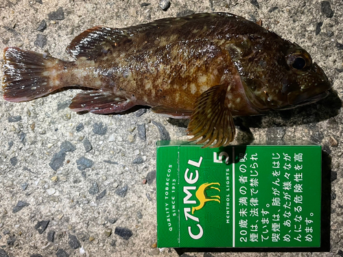 カサゴの釣果