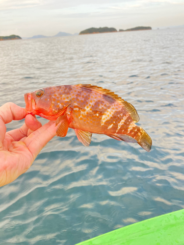 アコウの釣果