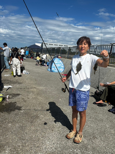 カワハギの釣果