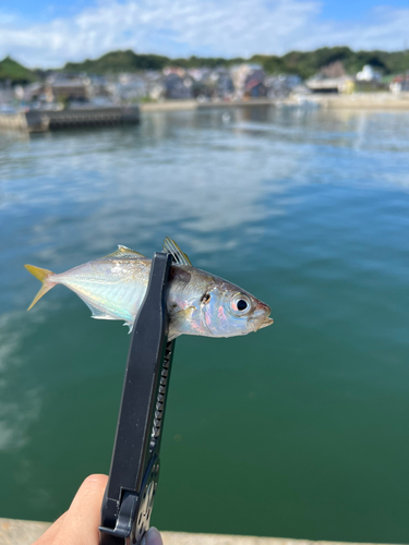 マアジの釣果