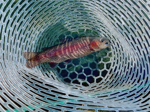 ニジマスの釣果