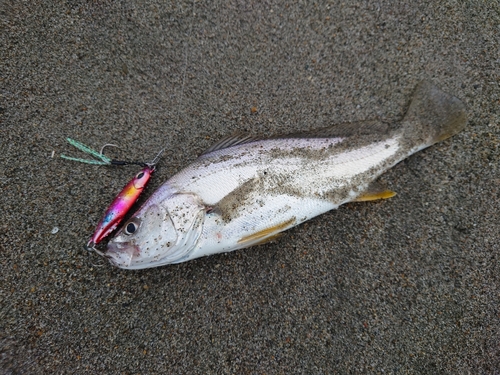 ニベの釣果