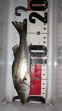 セイゴ（マルスズキ）の釣果
