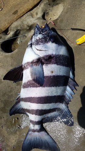 イシダイの釣果