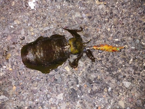 モイカの釣果