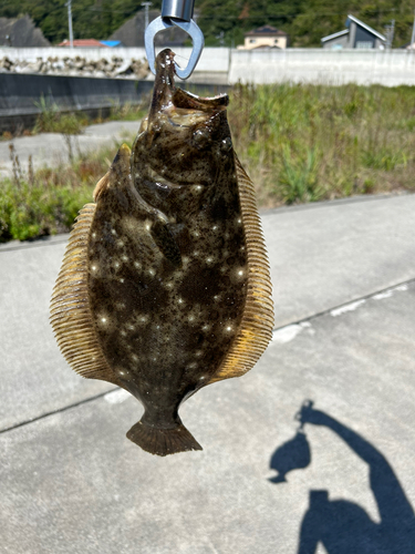 ヒラメの釣果