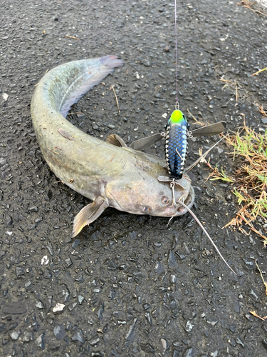 ナマズの釣果