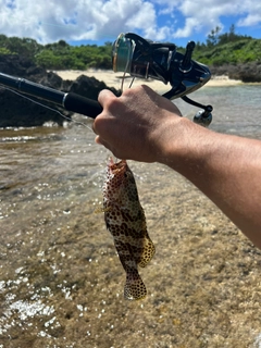 イシミーバイの釣果