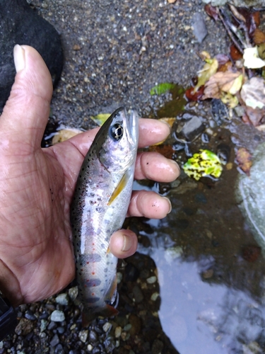 アマゴの釣果