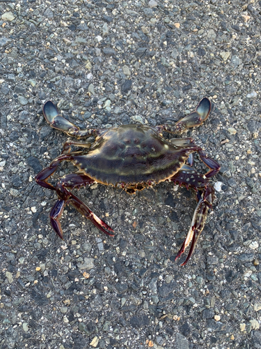 カニの釣果