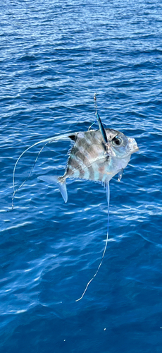 イトヒキアジの釣果