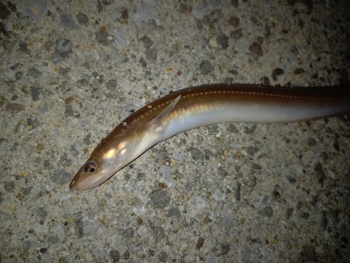 アナゴの釣果