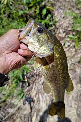 ラージマウスバスの釣果