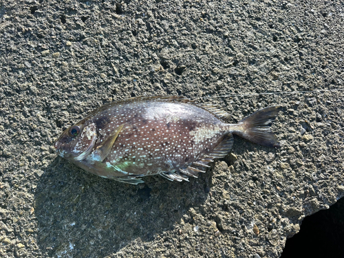 アイゴの釣果