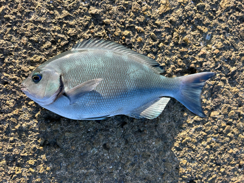 メジナの釣果