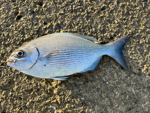 イスズミの釣果