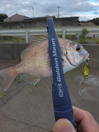 タイの釣果