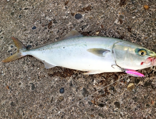 ワカシの釣果