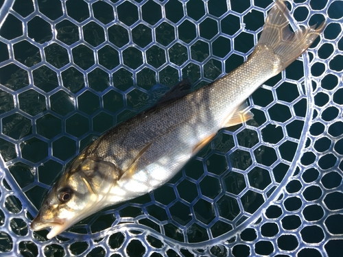 ウグイの釣果