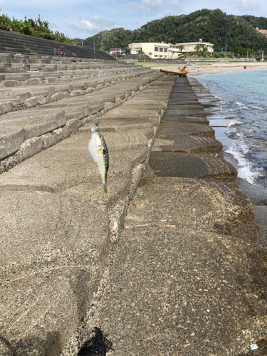 フグの釣果