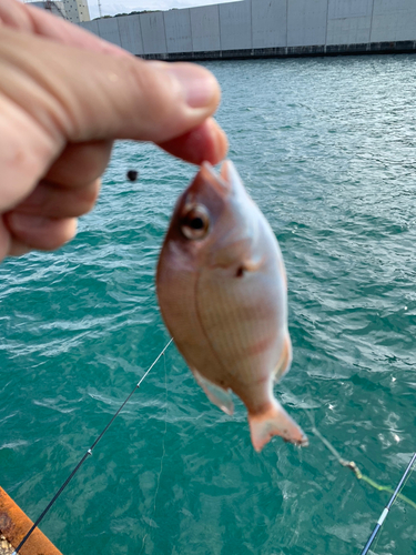 タイの釣果