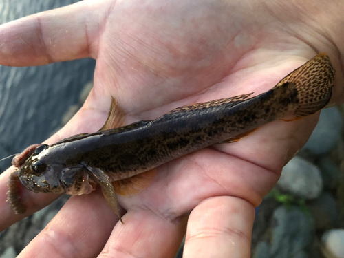 マハゼの釣果