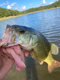 ラージマウスバスの釣果