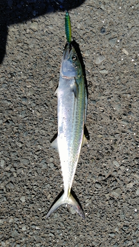 サゴシの釣果