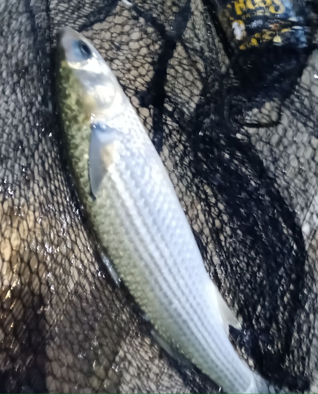 古都さんの釣果 3枚目の画像