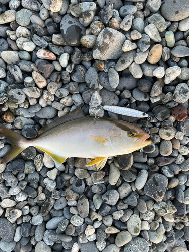 カンパチの釣果