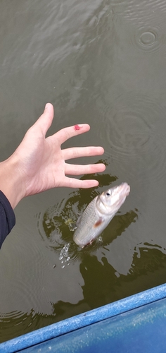 ニゴイの釣果