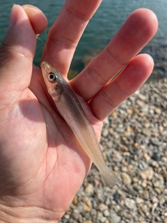 キスの釣果