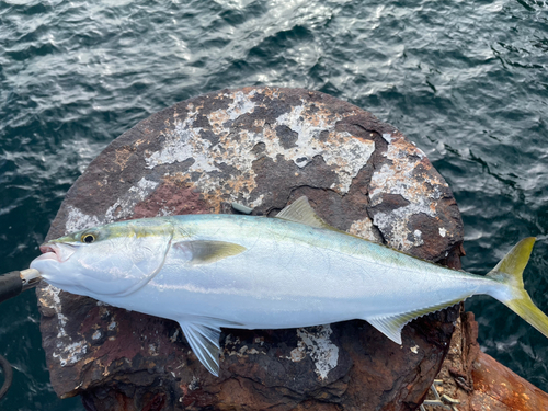 メジロの釣果