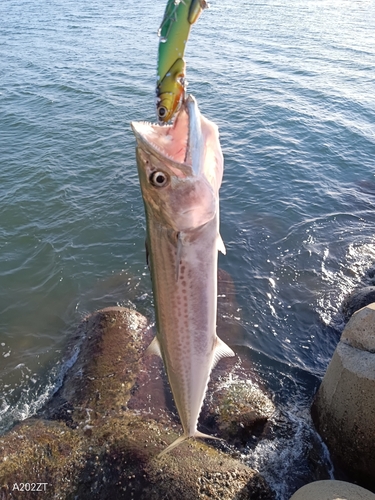 サゴシの釣果